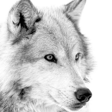 Морда волка черно белая