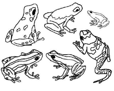 Земноводных животных