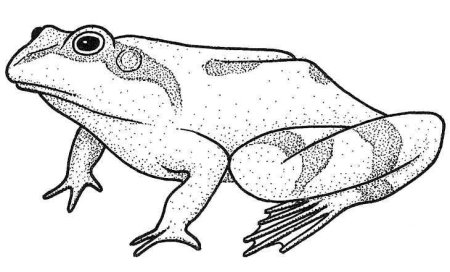 Лягушка раскраска