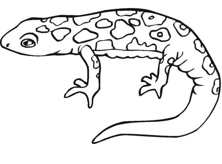 Лягушка Голиаф раскраска