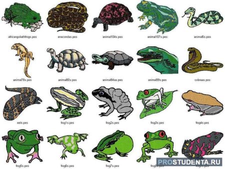 Квакша кузнец лягушка