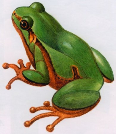 Земноводные и пресмыкающиеся раскраска для детей