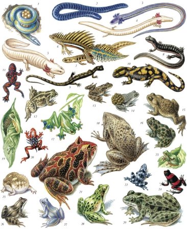 Раскраска животные лягушка