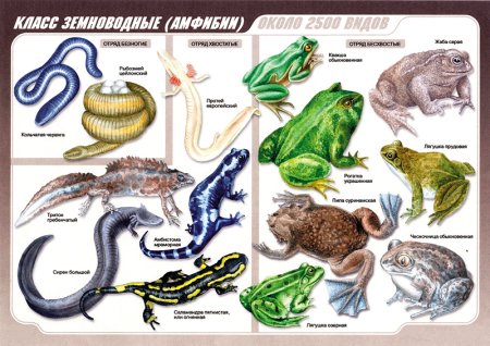 Раскраска лягушка головастик