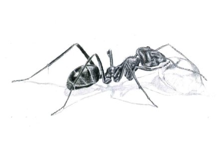Муравей рисунок карандашом