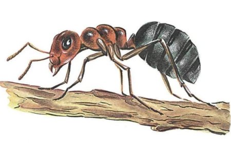 Муравей рисунок
