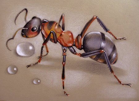 Муравей акварель