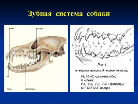Пасть волка референс