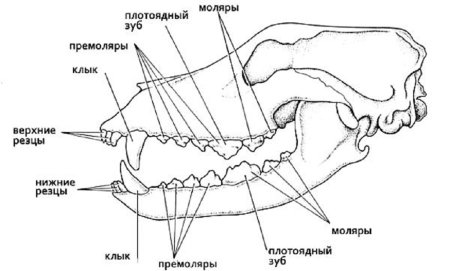Строение зуба млекопитающих