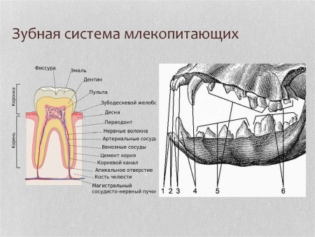 Зубы эскиз