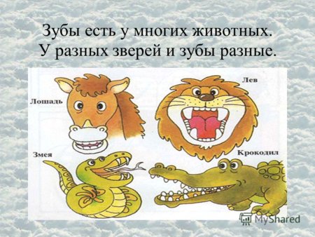 Правильный прикус Миттельшнауцер