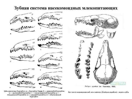 Человек с клыками референс