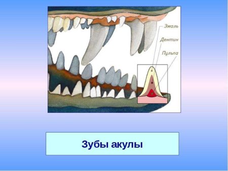 Референс зубы с клыками