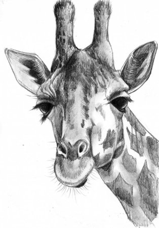 Животные карандашом