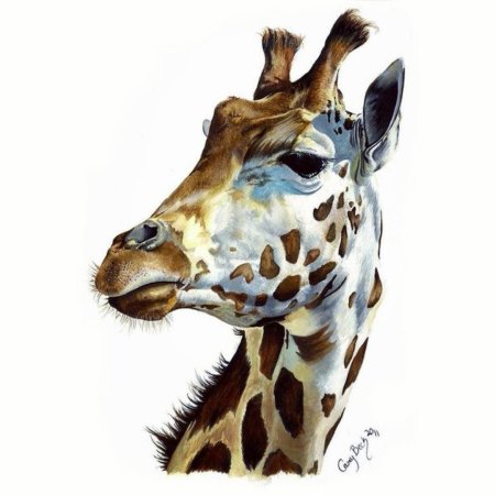 Жираф карандашом