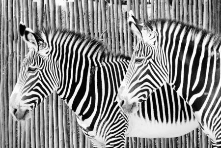 Гравюра Зебра