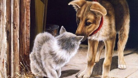 Собака и кошка во дворе