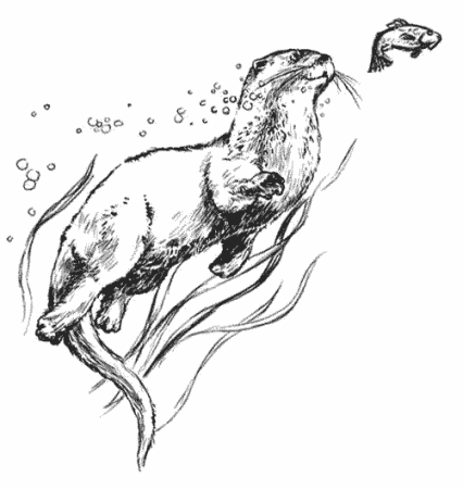 Мангуст раскраска