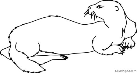 Выдра Речная