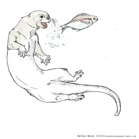 Анатомия выдры для рисования