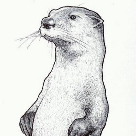 Выдра детский рисунок