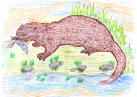 Выдра раскраска для детей