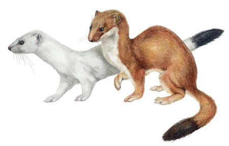 Горностай энциклопедия