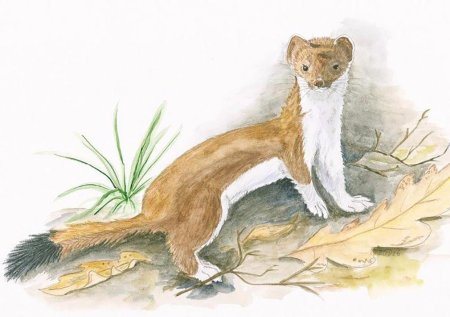 Горностай рисунок