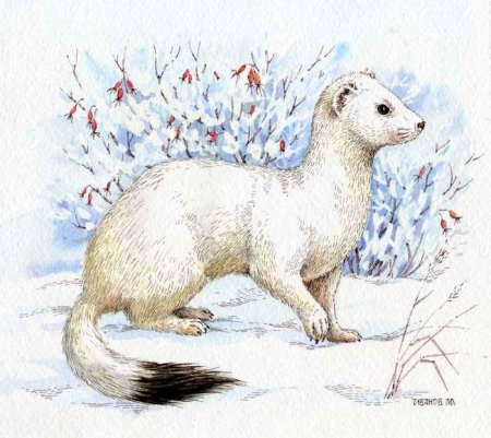 Горностай художник Смирин