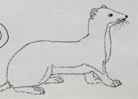 Горностай рисунок карандашом