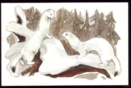 Ласка животное Графика