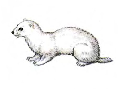 Ласка рисунок