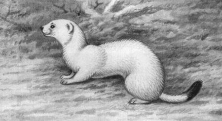 Горностай карандашом