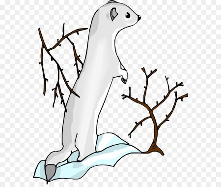 Норка карандашом