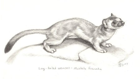 Хорек рисунок карандашом