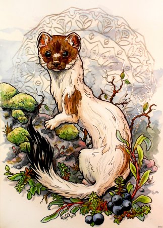 Хорек и куница