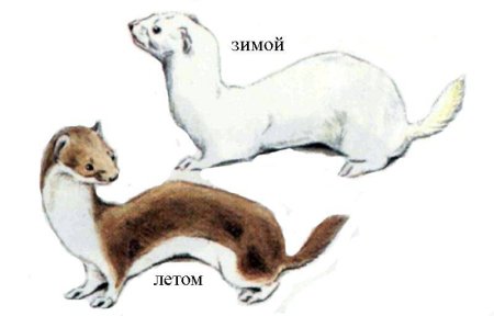 Mustela nivalis зимний окрас ласка