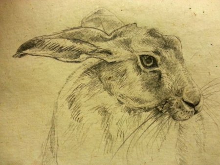 Альбрехт Дюрер анималистика