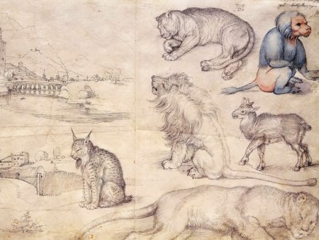 Гравюра Альбрехта Дюрера животное