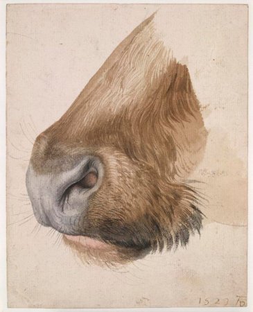 Альбрехт Дюрер анималистика