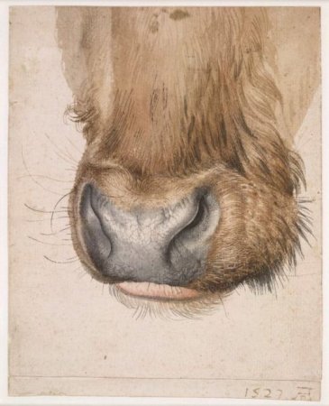 Альбрехт Дюрер картины животных