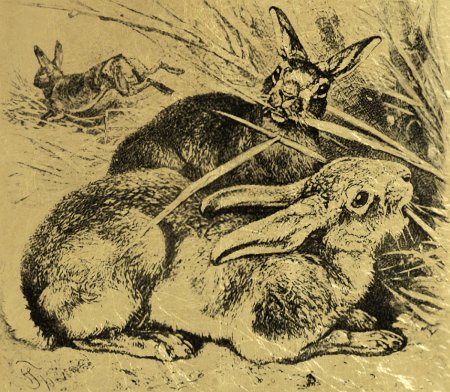 Альбрехт Дюрер лошадь