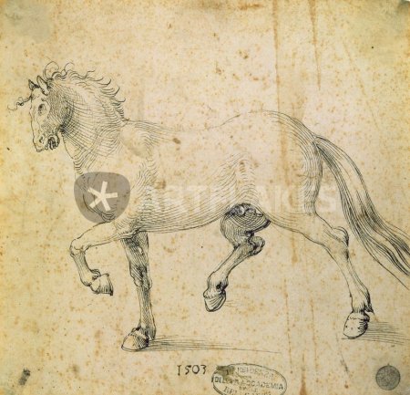 Альбрехт Дюрер носорог