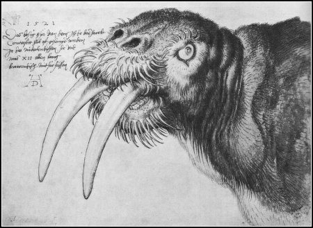 Альбрехт Дюрер акварель