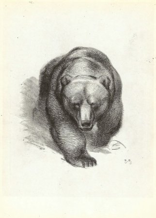 Василий Ватагин медведь