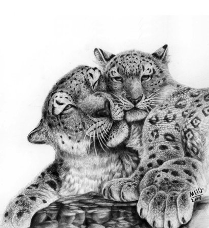 Рисунки больших кошек
