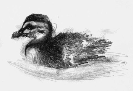 Зарисовки животных углем