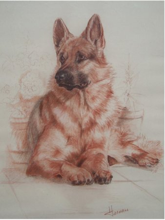 Животные сангиной