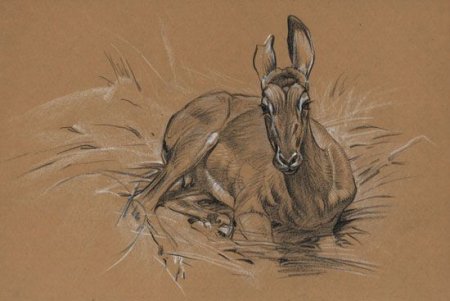 Животные на тонированной бумаге