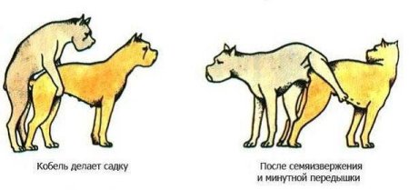 Процесс спаривания собак